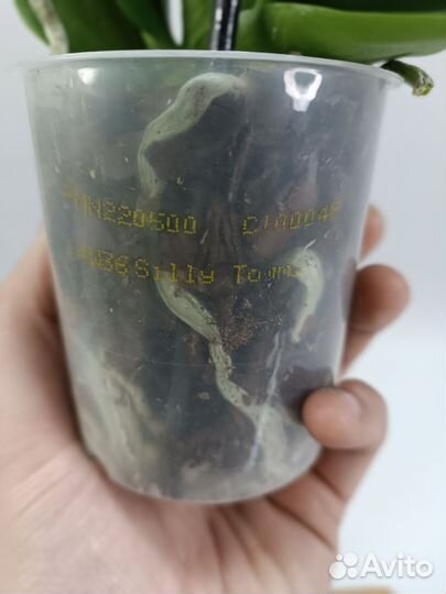 Орхидея Фаленопсис Silly Tommy