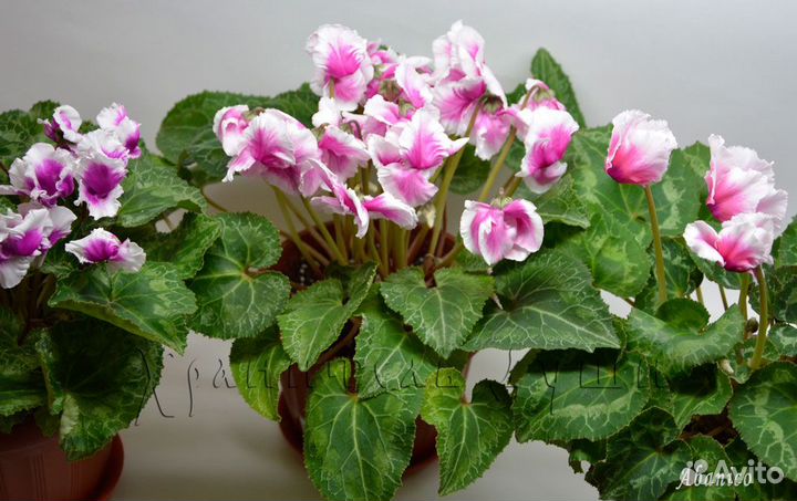 Семена цикламена домашние