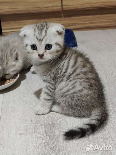 Шотландский вислоухий котенок