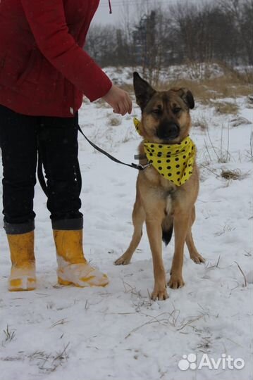 Собака в добрые руки