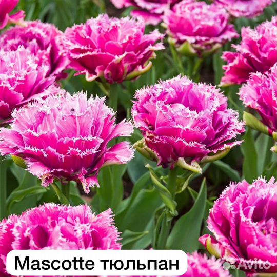 Коллекционные тюльпаны луковицы