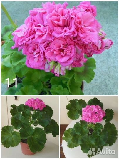 Комнатные растения 1