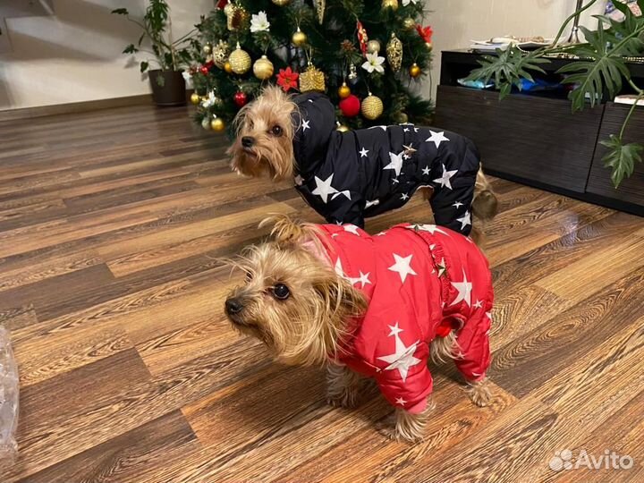 Комбинезон для маленькой собаки