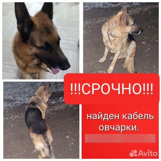 Немецкая овчарка