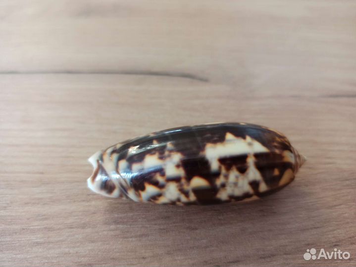 Морская раковина