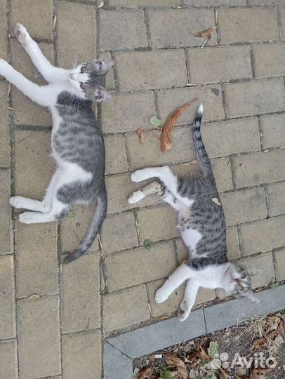 Отдаю в добрые руки