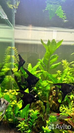 Аквариумные рыбки