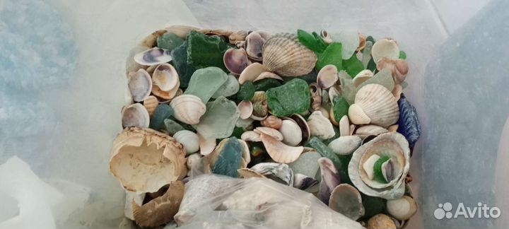 Черноморские ракушки