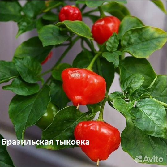 Перец острый (семена) высылаю почтой