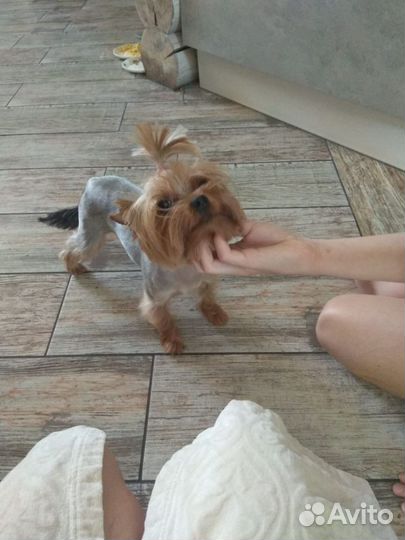 Йоркширский терьер мини