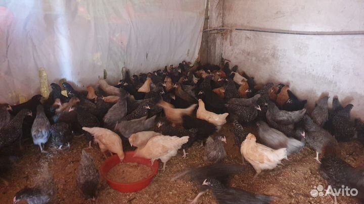 Рыжие молодки, доминанты