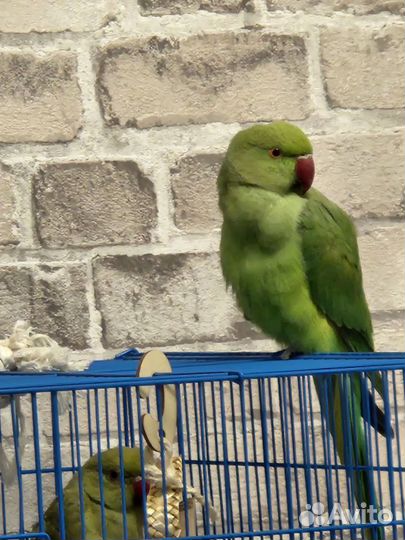 Ожереловый попугай самка и птенец
