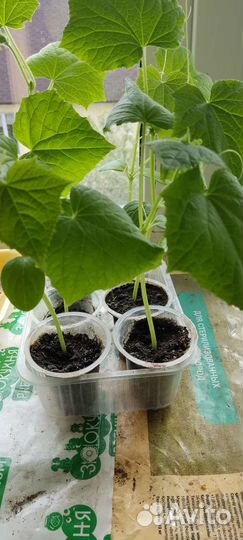 Рассада помидор и огурцов