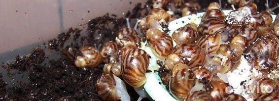 Улитки ахатины