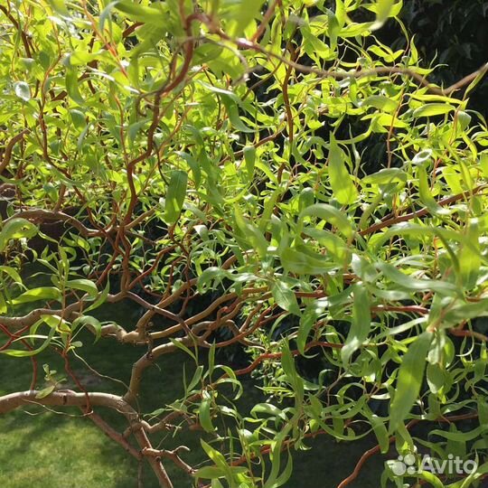 Ива Извилистая