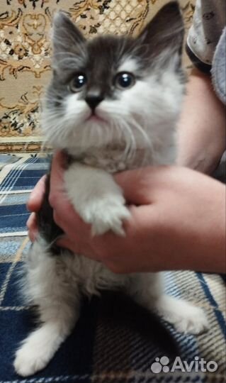 Котята в добрые руки бесплатно