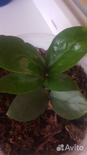 Замиокулькас