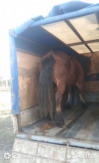 Перевозки животных