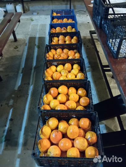 Хурма бычье сердце