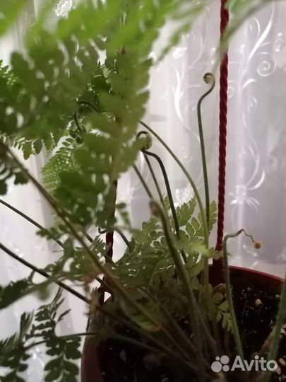 Папоротник, аглаонемы