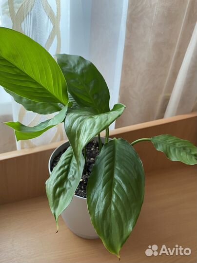 Спатифиллум