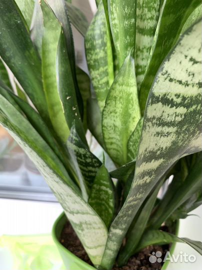 Сансевиерия (щучий хвост) зацветает