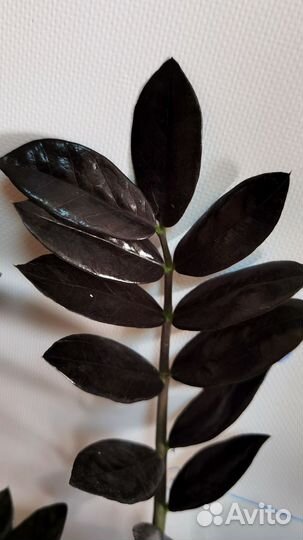 Чёрный Замиокулькас Равен, Чёрный Ворон