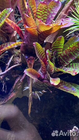 Обслуживание аквариумов