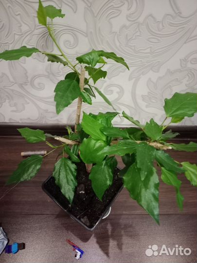 Гибискус персиковый