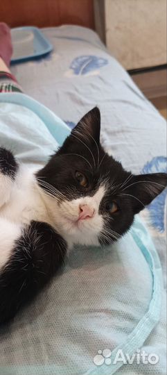Котёнок Дин мальчик