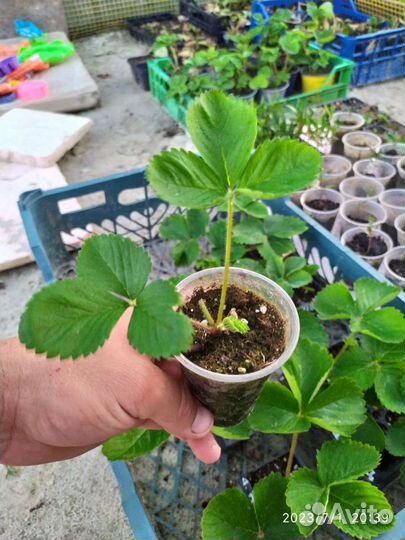 Саженцы клубники Сан Андреас ремонт зкс