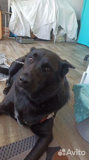 Метис овчарки