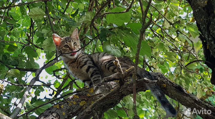 Очаровательная кошечка (котенок) ищет дом