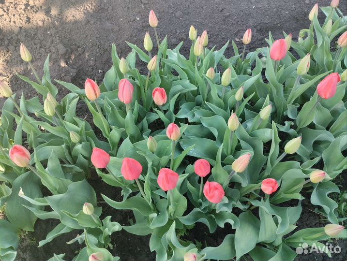 Тюльпаны