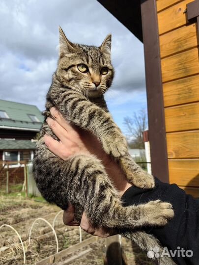 Домашняя кошка