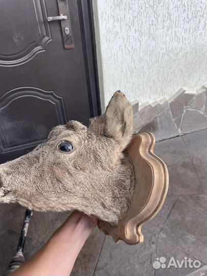 Чучело головы косули