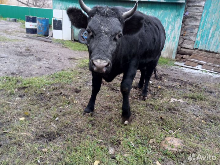 Нетель,корова