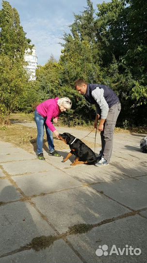 Дрессировка собак Кинолог в Симферополе