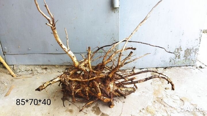 Коряги в аквариум