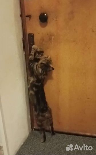 Ищем кошку для вязки