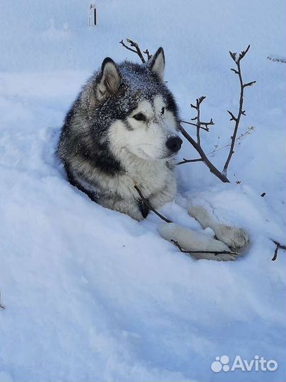 Вязка кобель