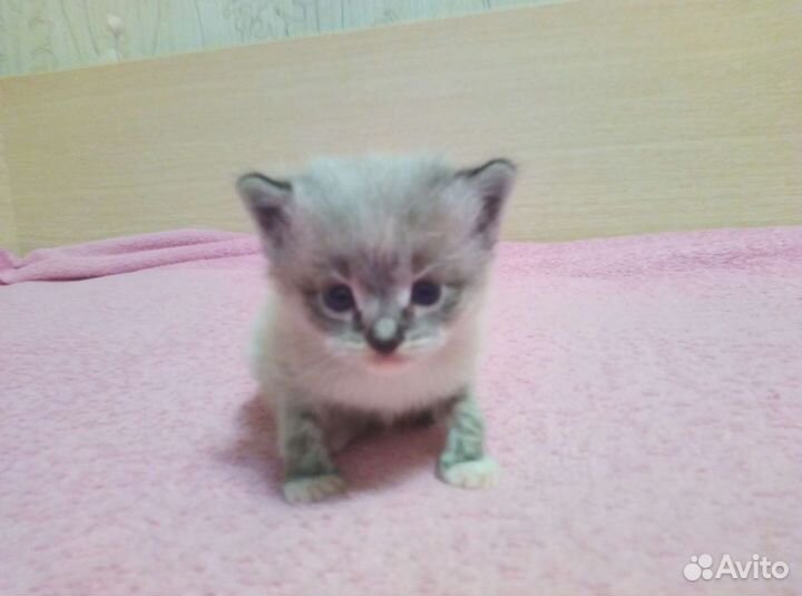 Котята пушистики в добрые руки