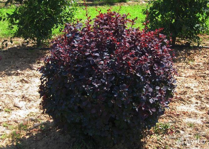 Барбарис лекарственный