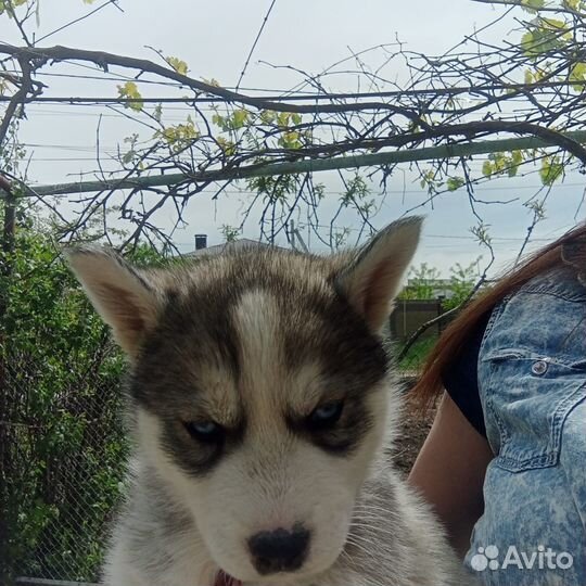 Щенки хаски