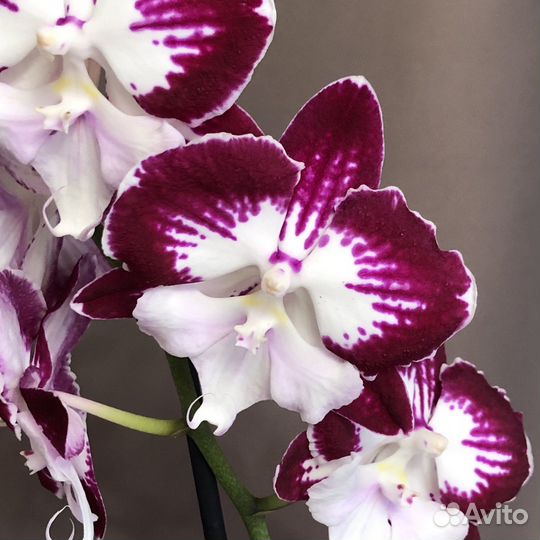 Орхидея Биг лип Tinkerbell's Kizz