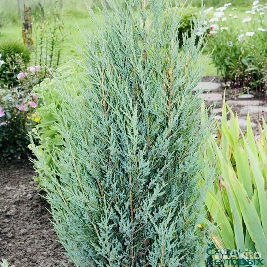 Можжевельник блю эрроу 150 см