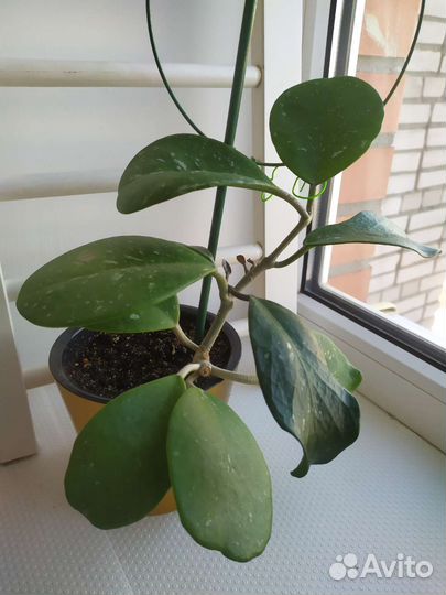 Хойя сортовая