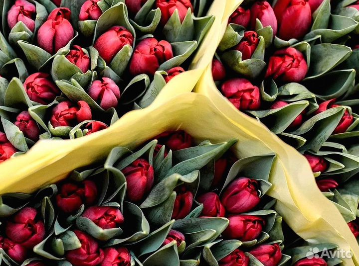 Тюльпаны оптом в наличии