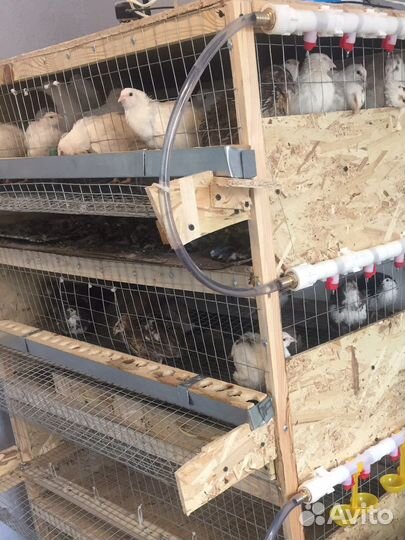 Яйцо перепилиное инкубационное