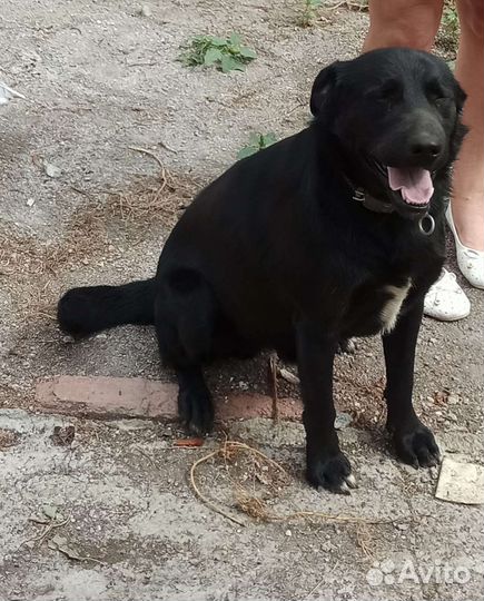 Собака в добрые руки